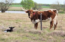 2023 Barbie Girl Heifer