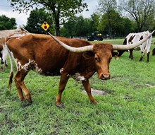 Texas Dream Lil Bit